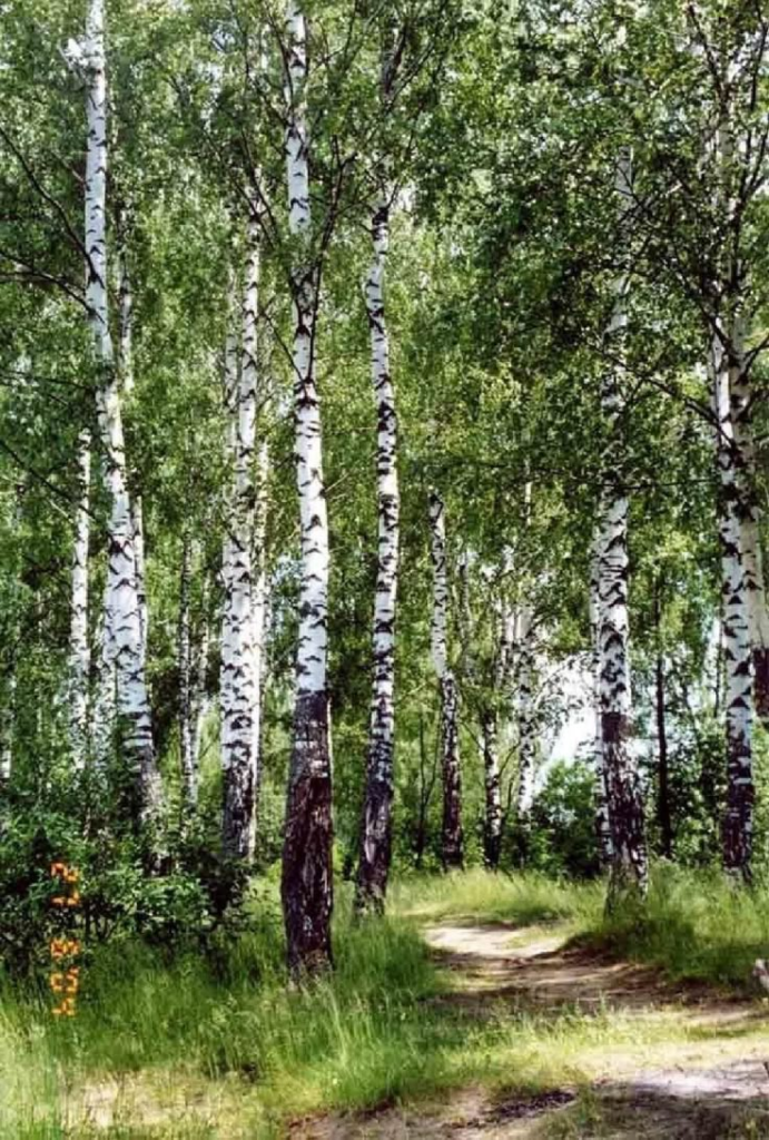 муж умер, ченнелинг, вызывающий духов, таро